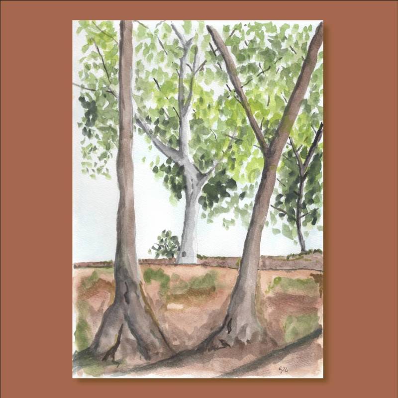 Les arbres du Canal Les arbres du Canal